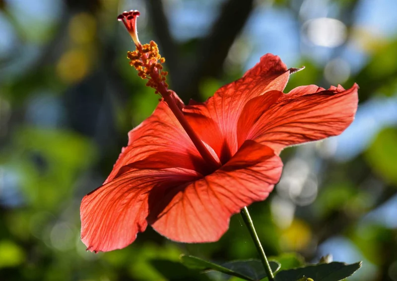 103769 Natur - Hibiskus Puzzle