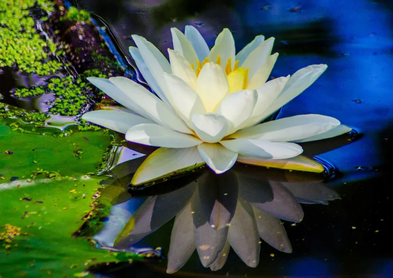 103796 Natur - Seerose Puzzle