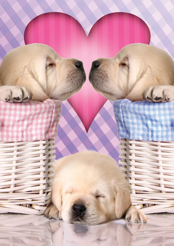 Adorable Animals - Puppy Love