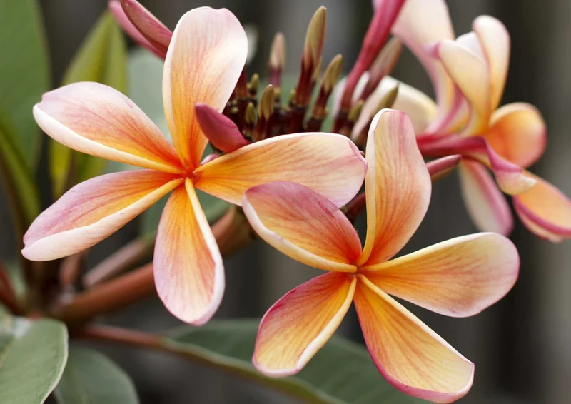 103820 Natur - Plumeria Puzzle