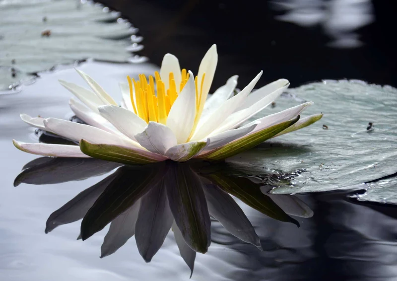 103831 Natur - Lotus Puzzle
