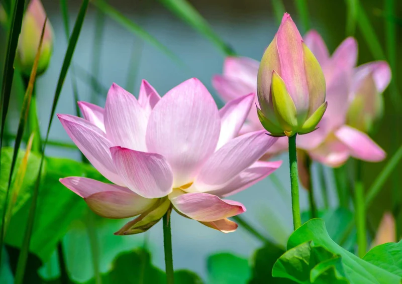 103861 Natur - Blume Puzzle