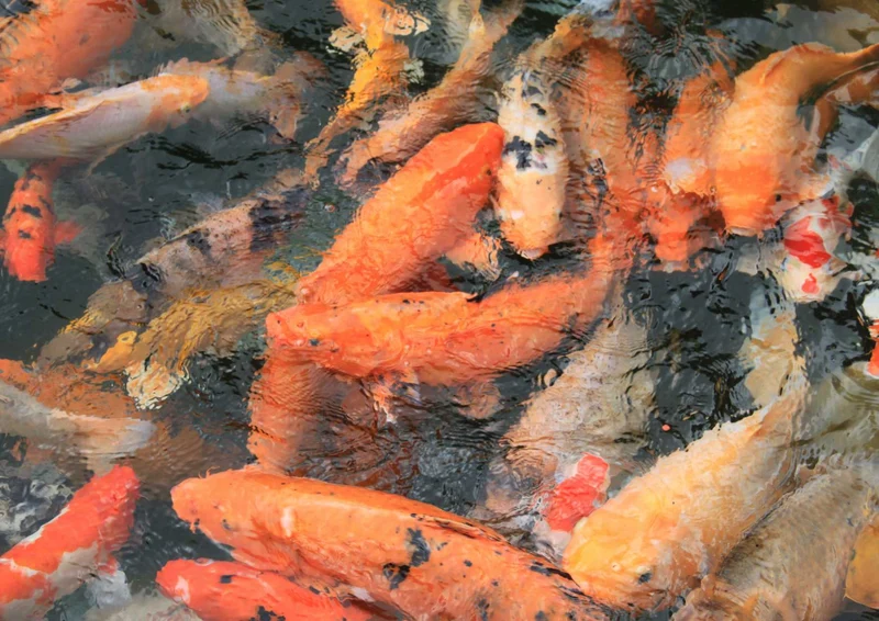 103882 Tierwelt - Fische Puzzle