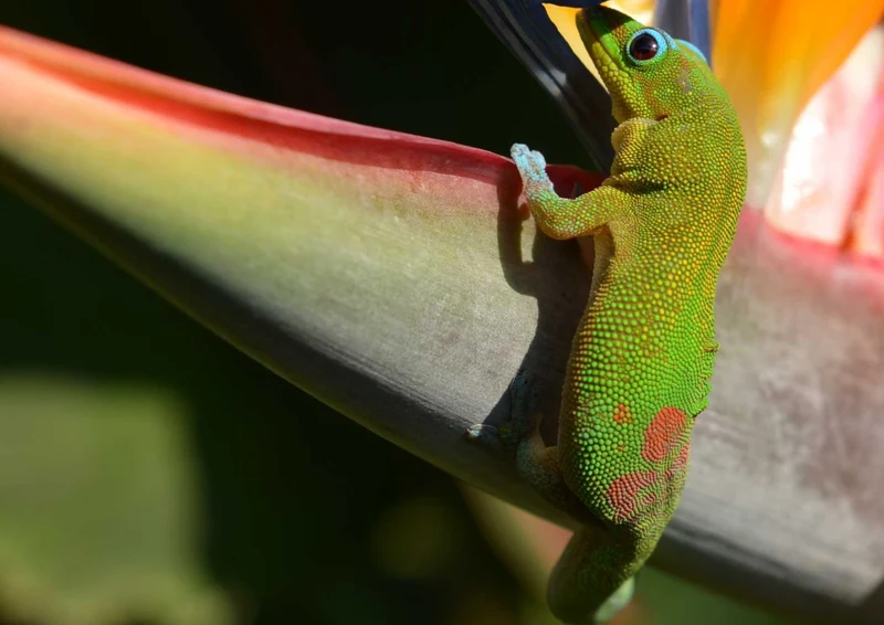 102177 Natur - Gecko Puzzle