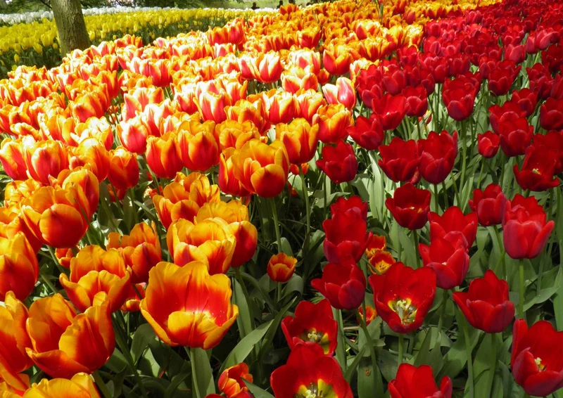 105119 Natur - Tulpen Puzzle