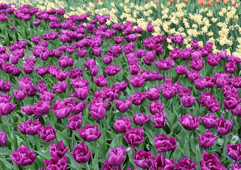 104428 Natur - Tulpen Puzzle