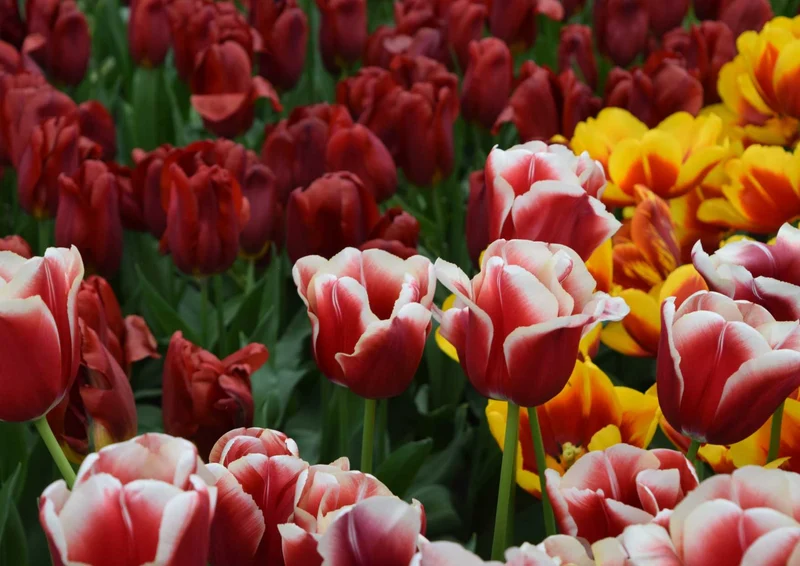 105221 Natur - Tulpen Puzzle