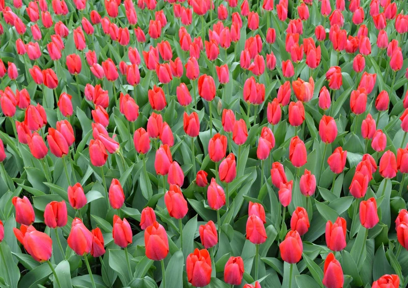 104467 Natur - Tulpen Puzzle