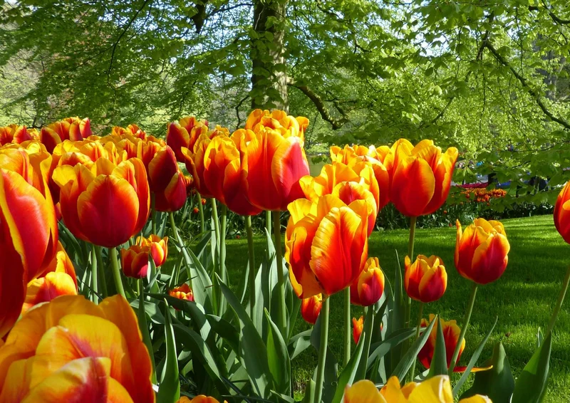 104527 Natur - Tulpe Puzzle