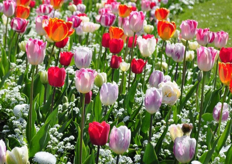 105425 Natur - Tulpen Puzzle