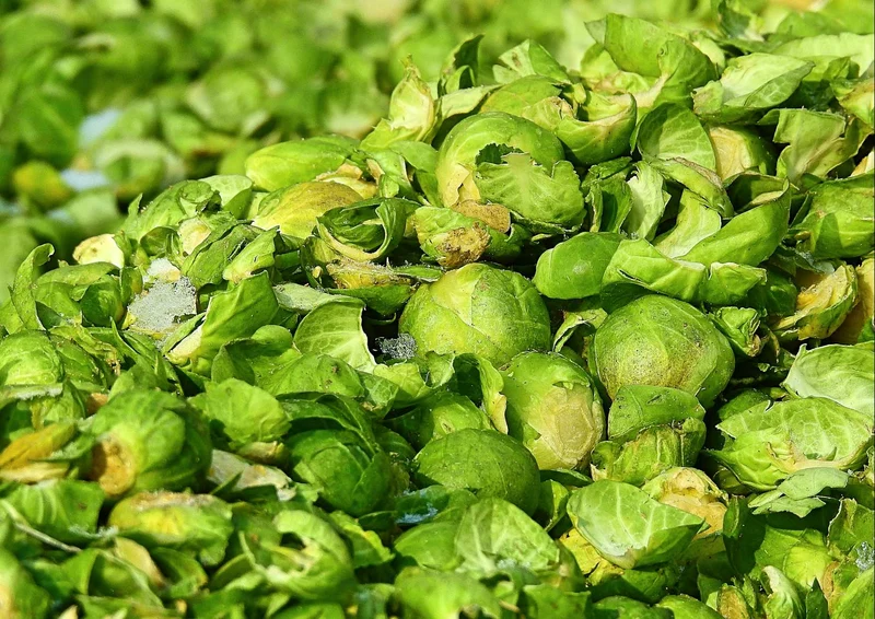 105473 Ernährung - Rosenkohl Puzzle