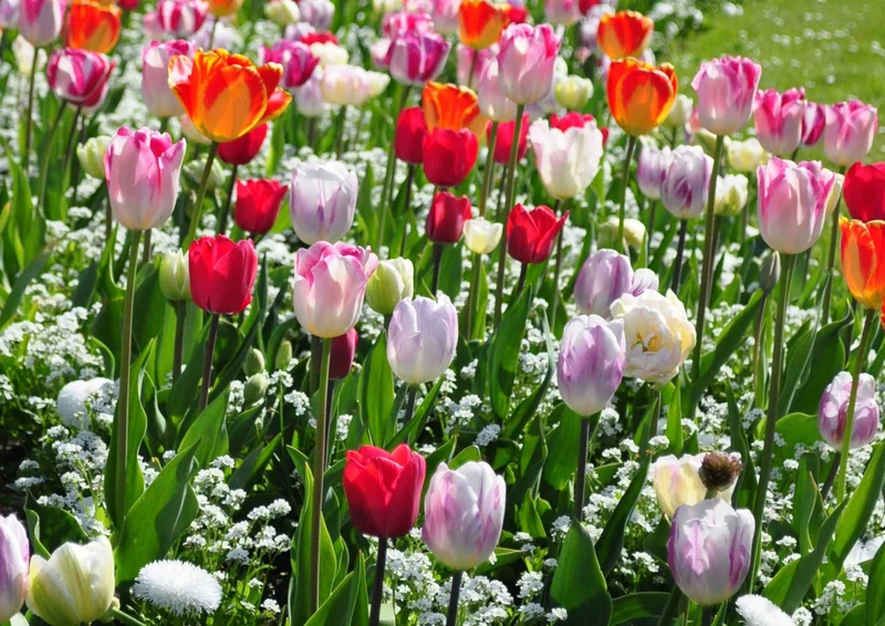 105577 Natur - Tulpen Puzzle