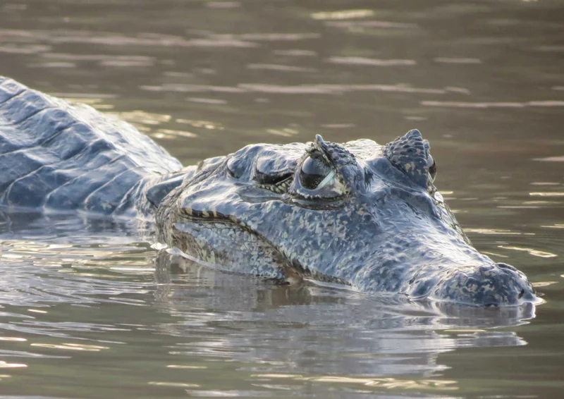 107317 Tierwelt - Alligator Puzzle