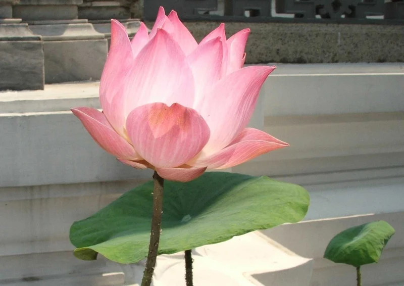 107803 Natur - Lotus Puzzle