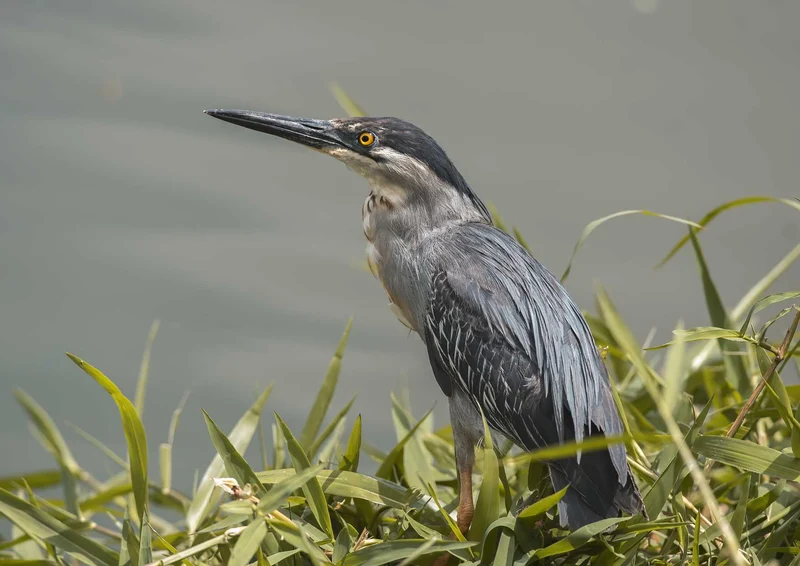 108061 Tierwelt - Vogel Puzzle