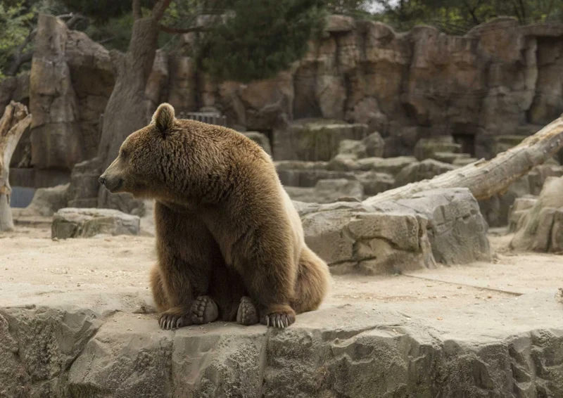 106149 Tierwelt - Bär Puzzle