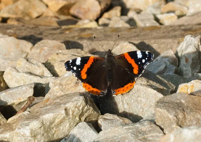 109715 Tierwelt - Schmetterling Puzzle