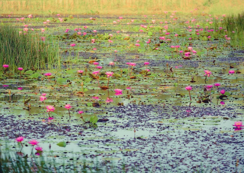 108088 Natur - See Puzzle