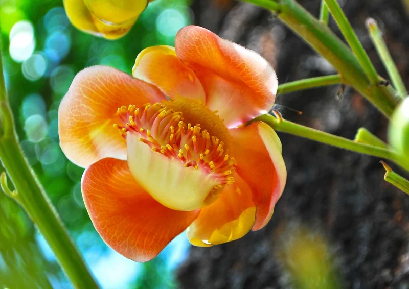 108121 Natur - Blume Puzzle