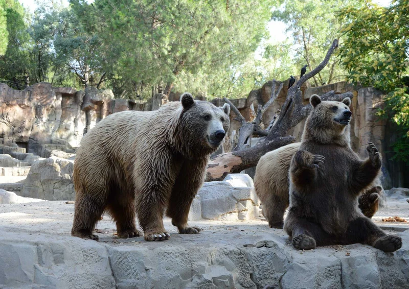 106191 Tierwelt - Bär Puzzle