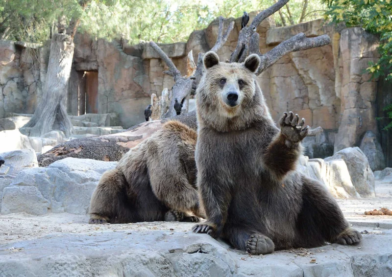 106205 Tierwelt - Bär Puzzle