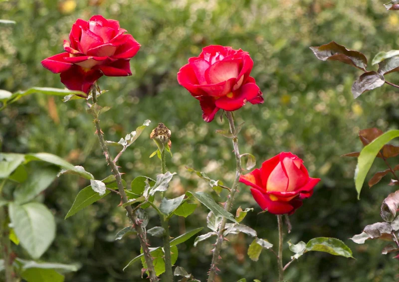 106759 Natur - Rote Rosen Puzzle