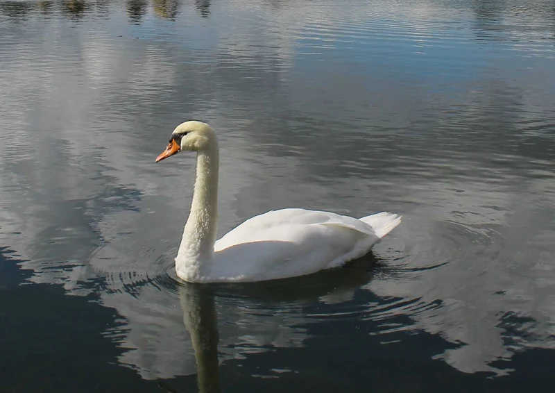 106770 Tierwelt - Schwan Puzzle