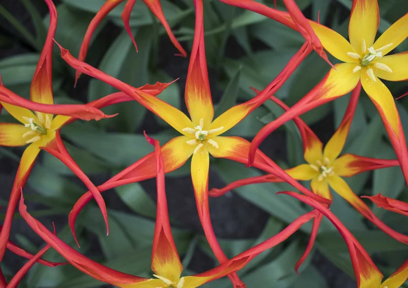 105345 Natur - Blumen Puzzle