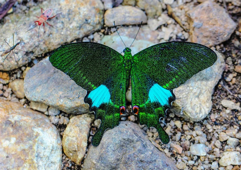 107594 Tierwelt - Schmetterling Puzzle