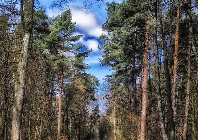 109116 Natur - Wald Puzzle