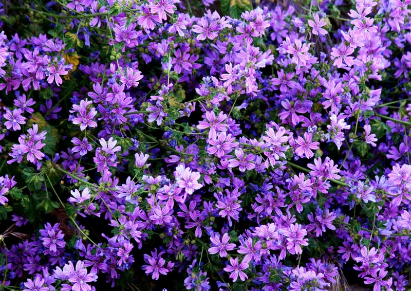 106306 Natur - Wildblumen Puzzle