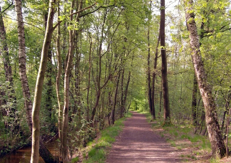 108435 Natur - Wald Puzzle