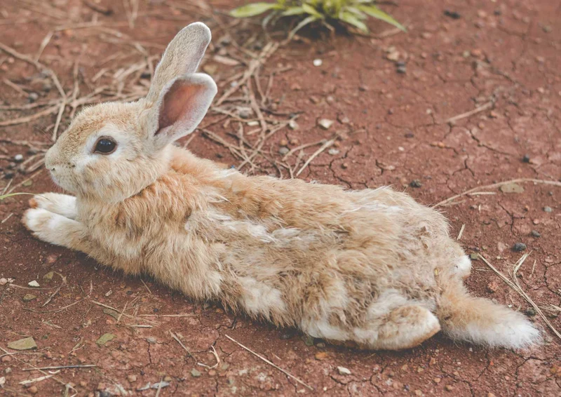 108201 Tierwelt - Hase Puzzle