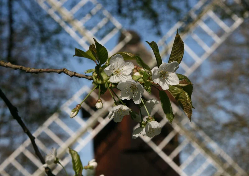 108530 Natur - Kirschblüten Puzzle