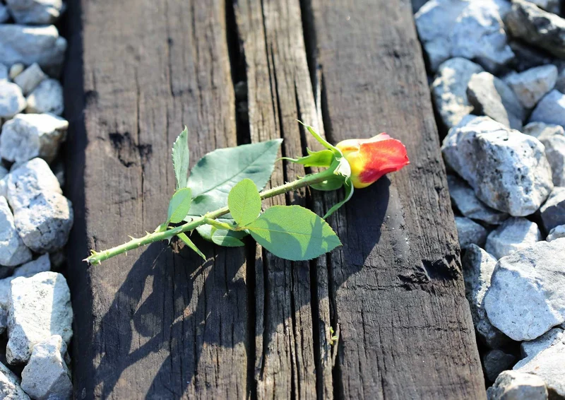 108777 Natur - Rose Puzzle