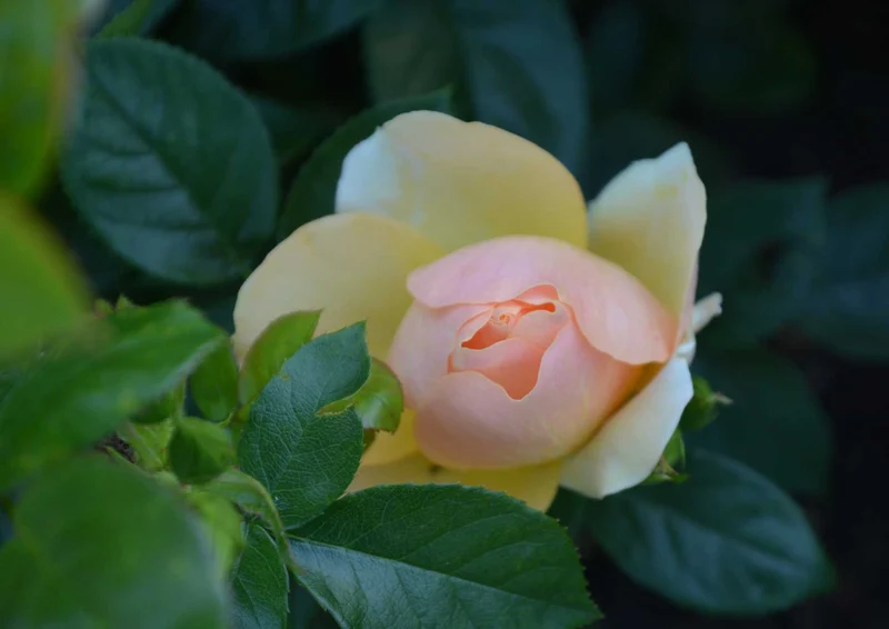 108562 Natur - Rose Puzzle