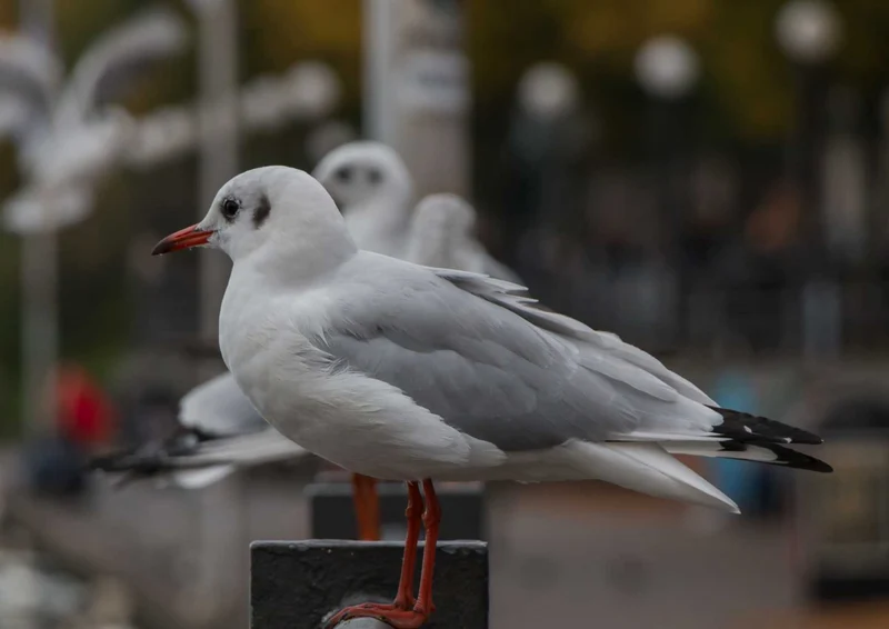 108584 Tierwelt - Möwe Puzzle