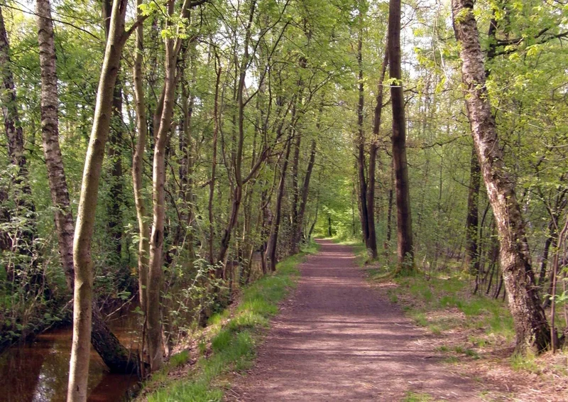 108615 Natur - Wald Puzzle