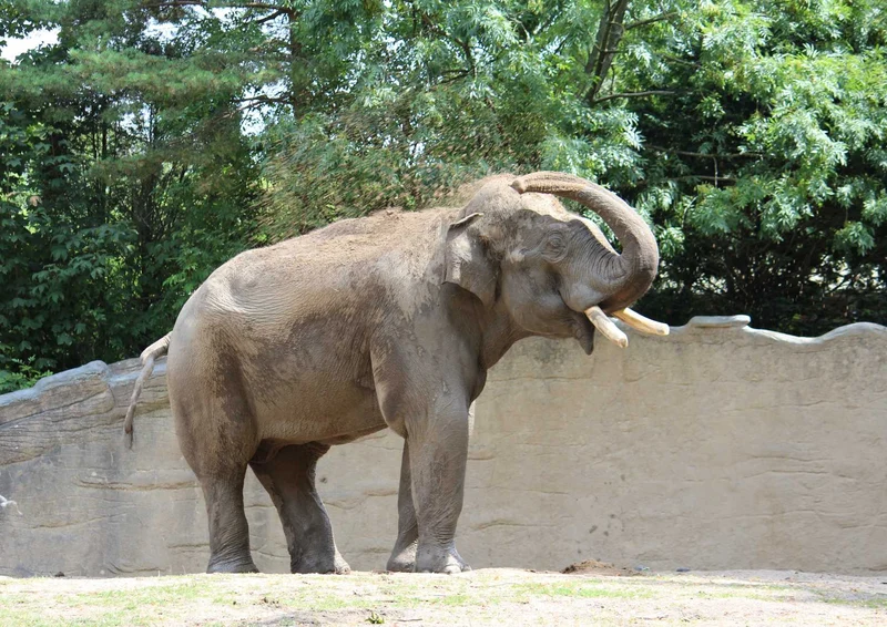 108643 Tierwelt - Elefant Puzzle