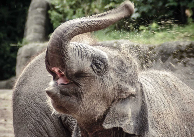 108667 Tierwelt - Elefant Puzzle