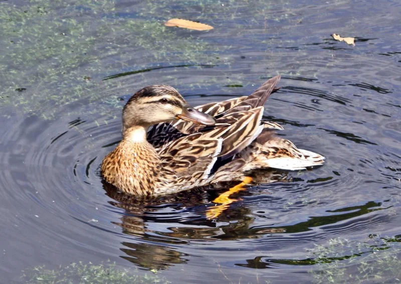 108720 Tierwelt - Ente Puzzle