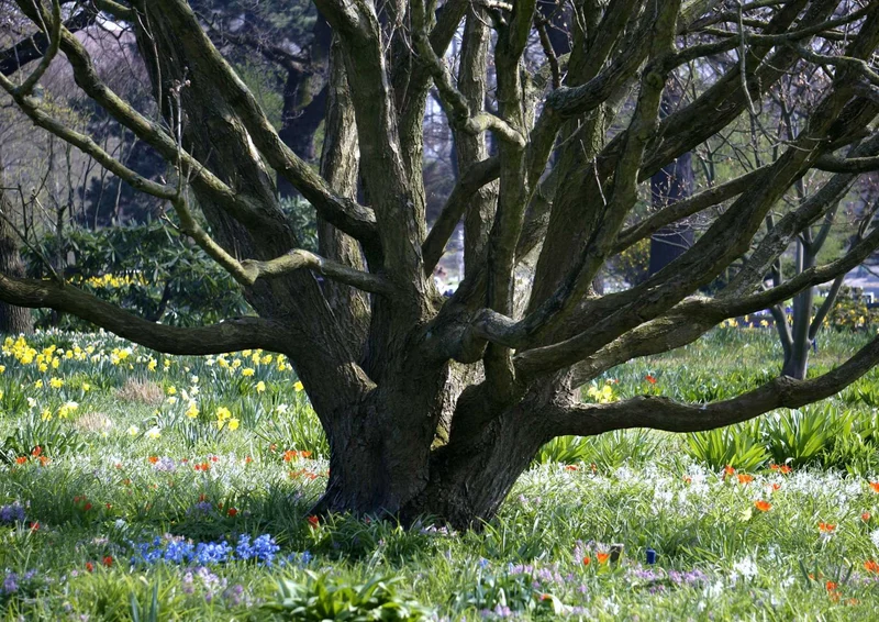 108726 Natur - Baum Puzzle