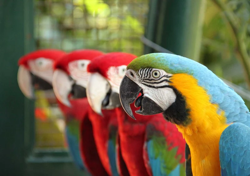 107990 Tierwelt - Papagei Puzzle