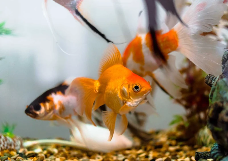 108004 Tierwelt - Fische Puzzle