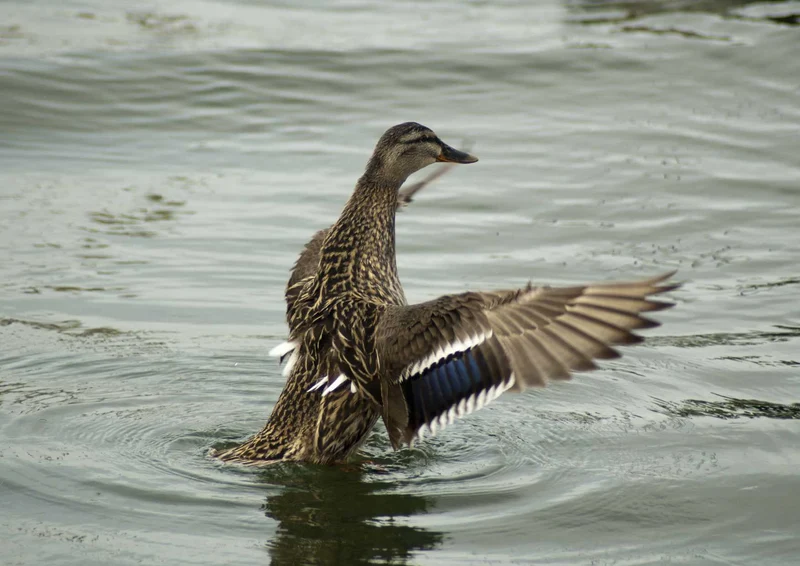 107723 Tierwelt - Ente Puzzle