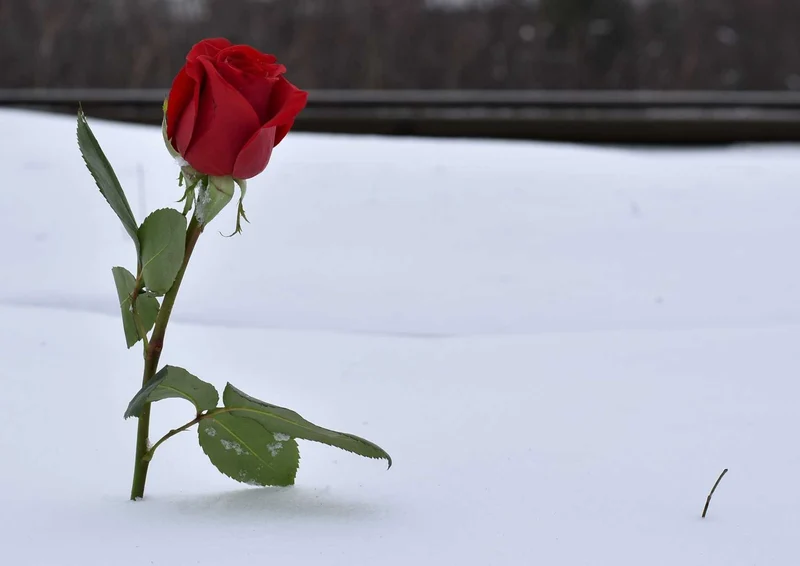 108373 Natur - Rote Rose im Schnee Puzzle