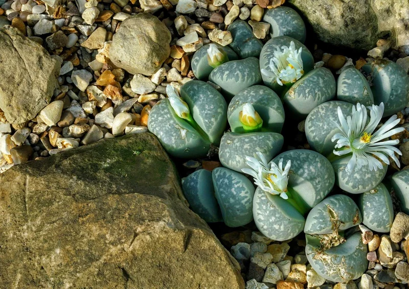 89270 Natur - Lithops Puzzle