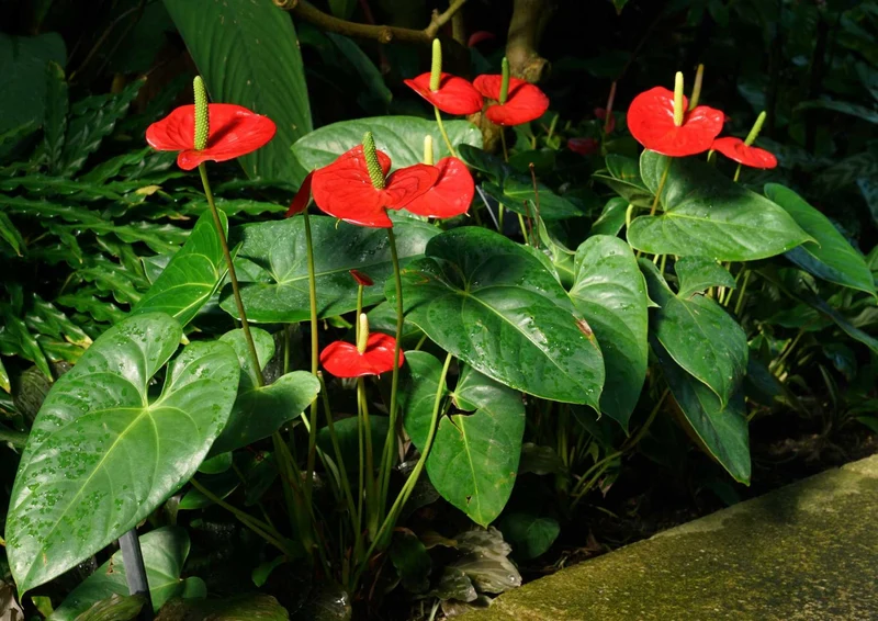 89224 Natur - rote Blumen Puzzle