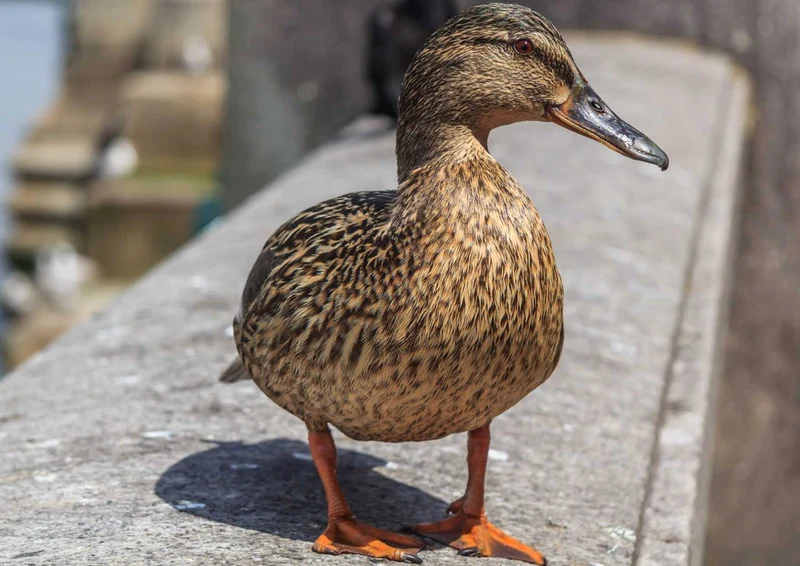 90818 Tierwelt - Ente Puzzle