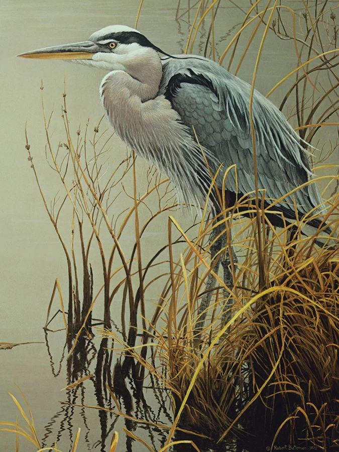 Great Blue Heron, Robert Bateman